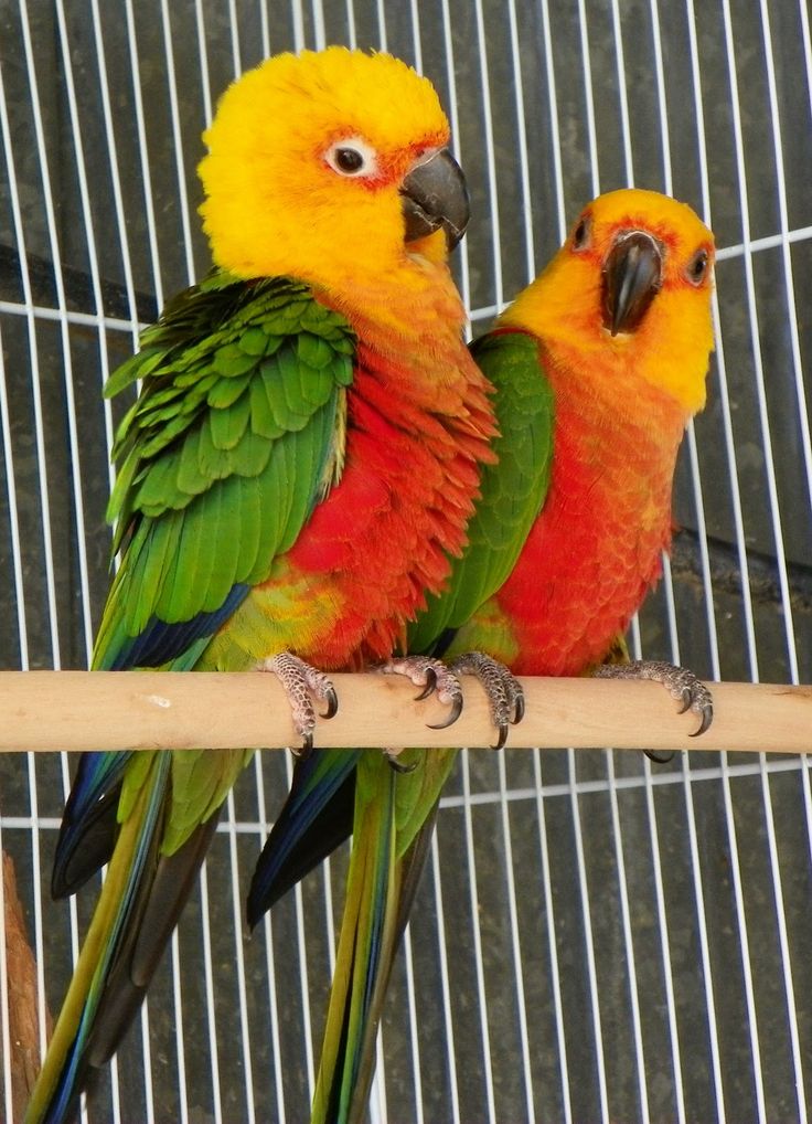 Conure de Jandaya en cage